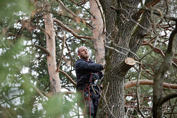 Professional Tree Services in Verdi, NV