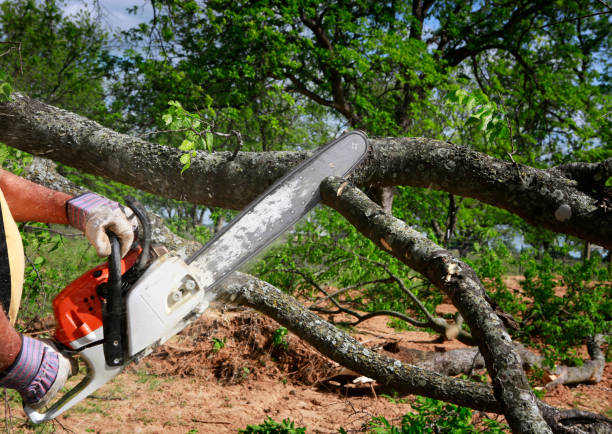 How Our Tree Care Process Works  in  Verdi, NV